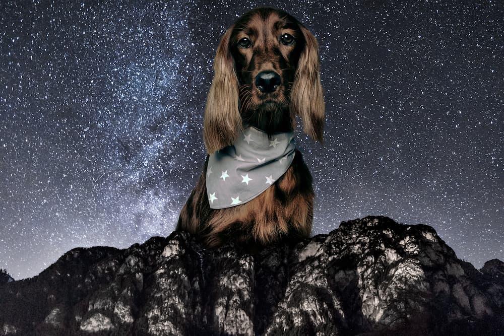 dog at night