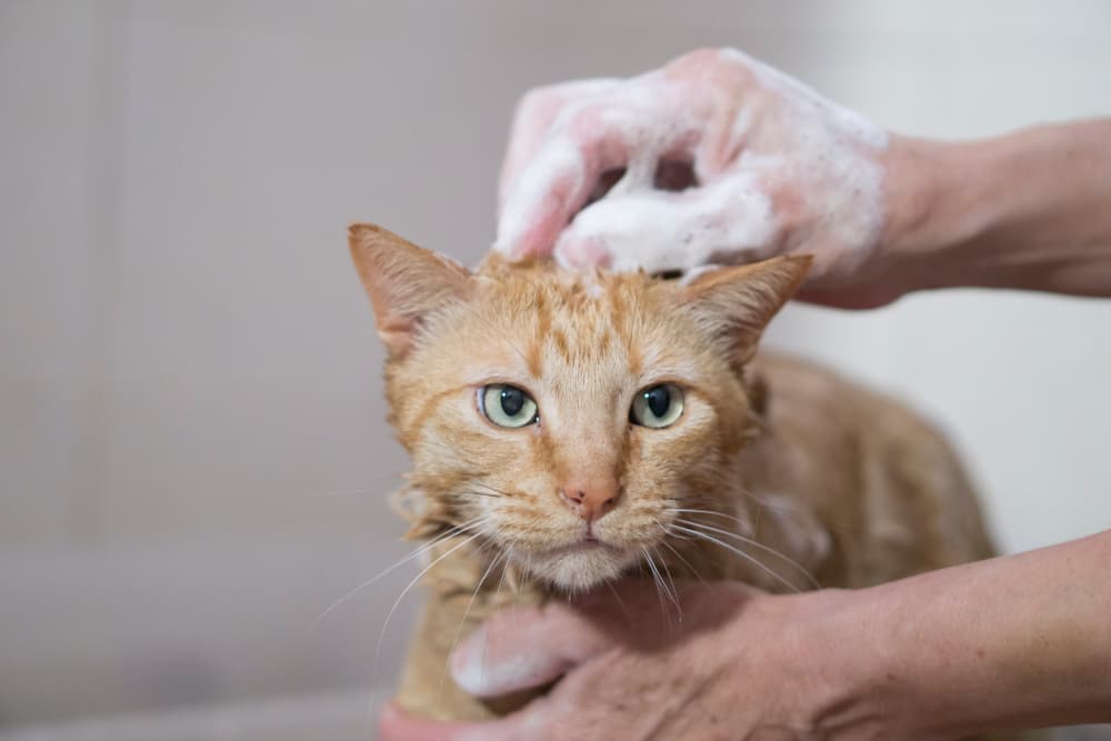 Can I Use Dog Shampoo on My Cat?