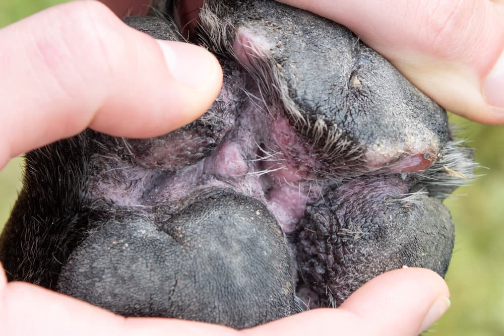 Dog with paw inflammation