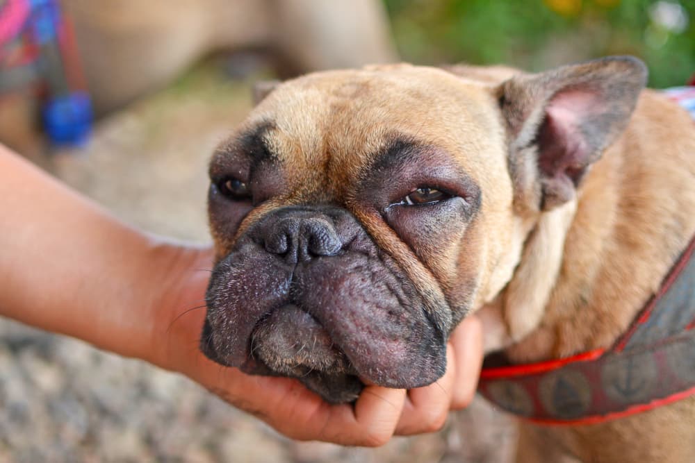 Dog Allergy Testing: Benefits, Types, and Costs