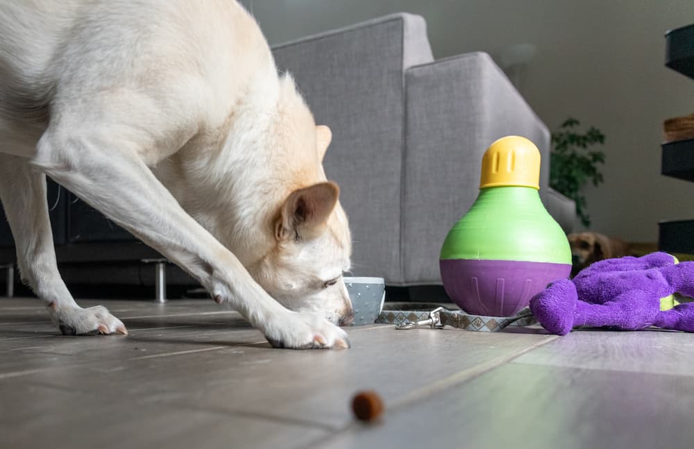 dog playing indoors