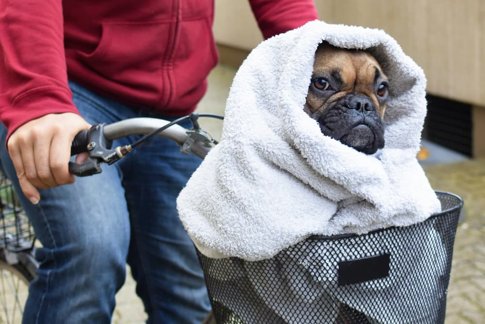 dog on bike