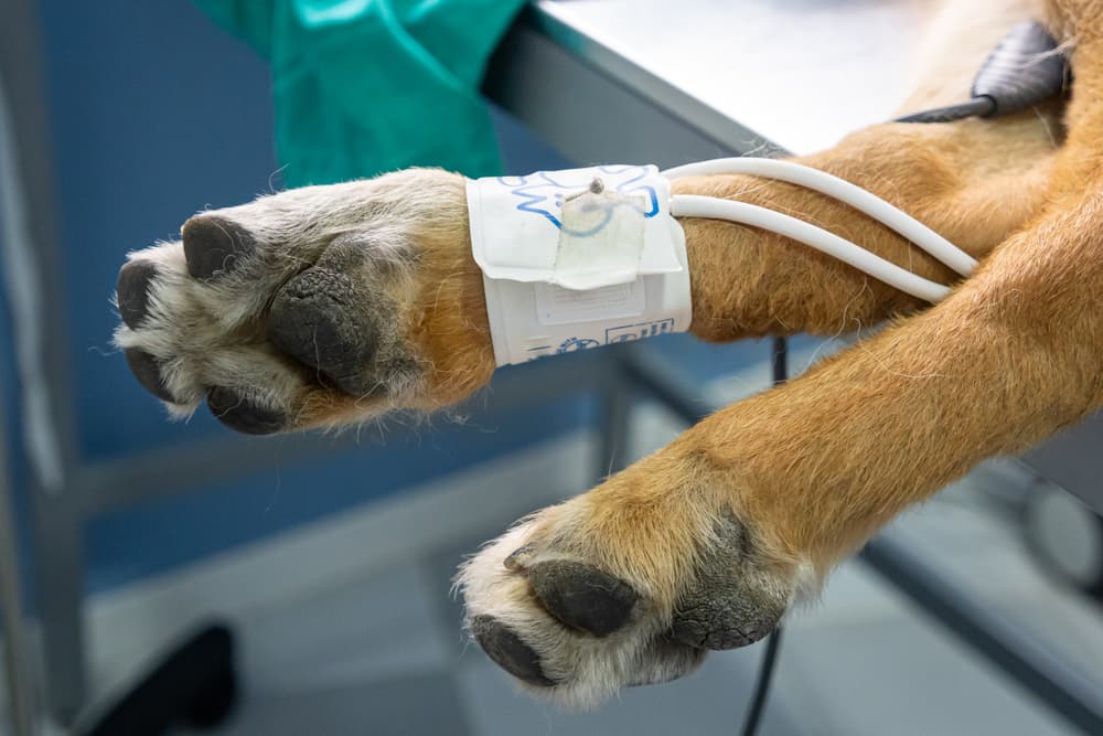 Dog getting blood pressure taken