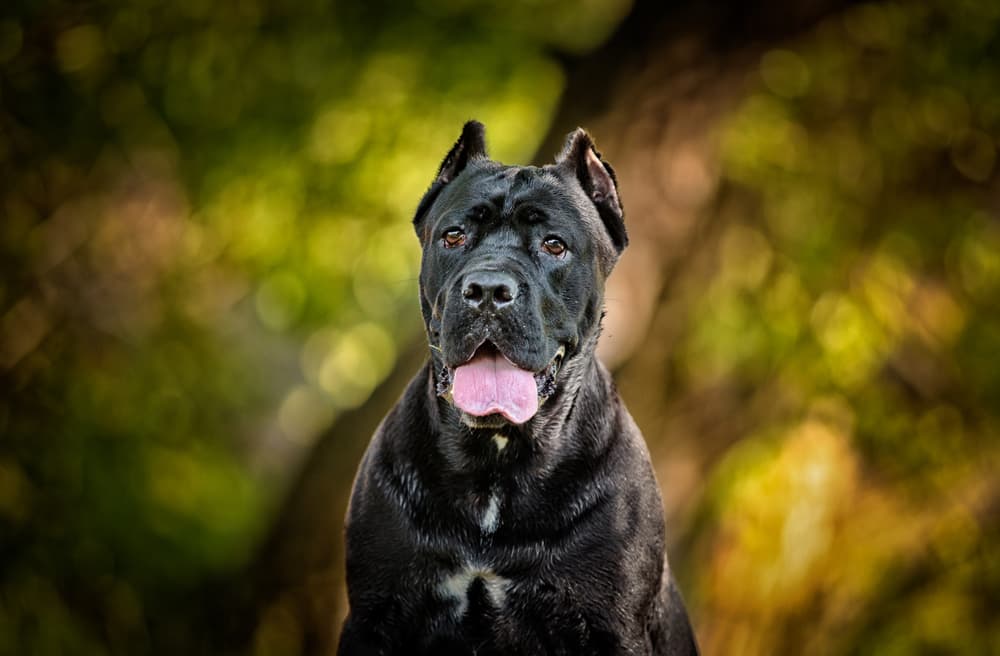 Picture of Cane Corso panting