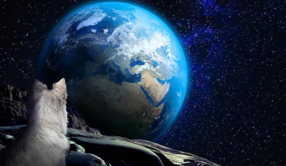 dog space