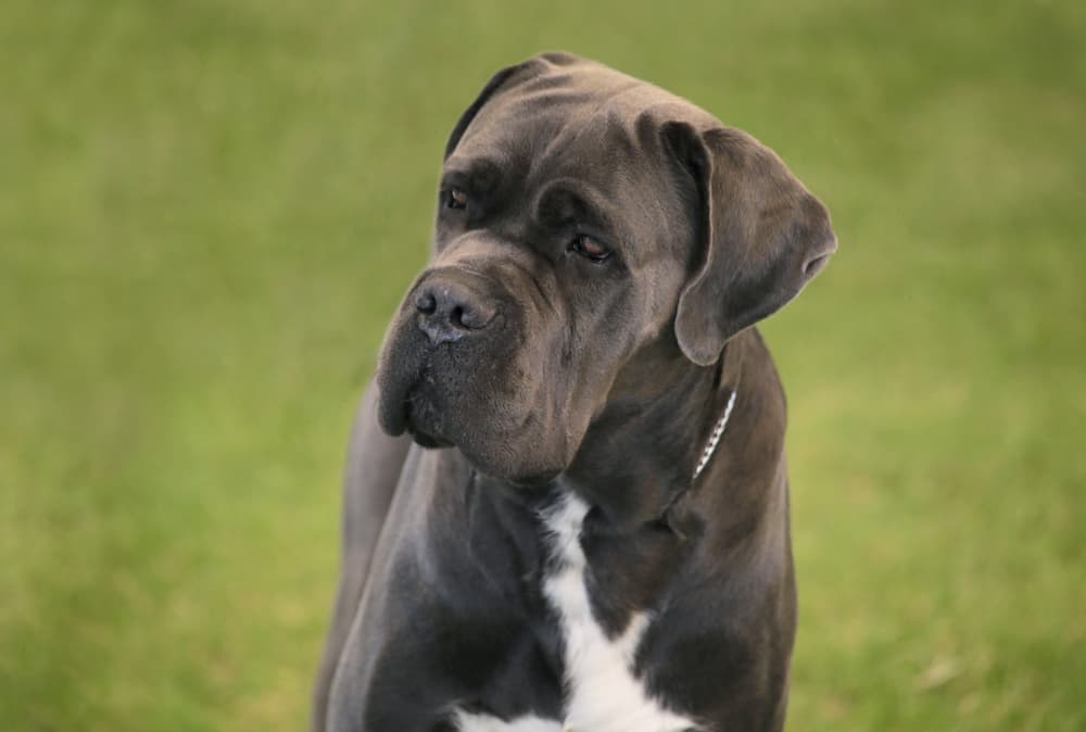 Closeup of Cane Corso dog