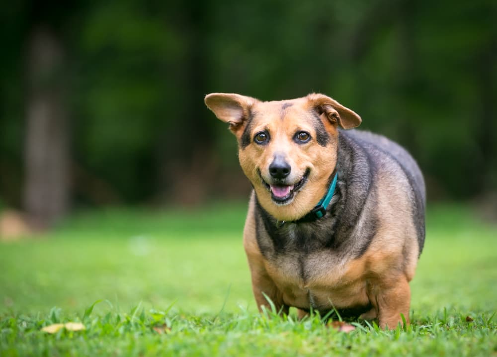 obese dog outside