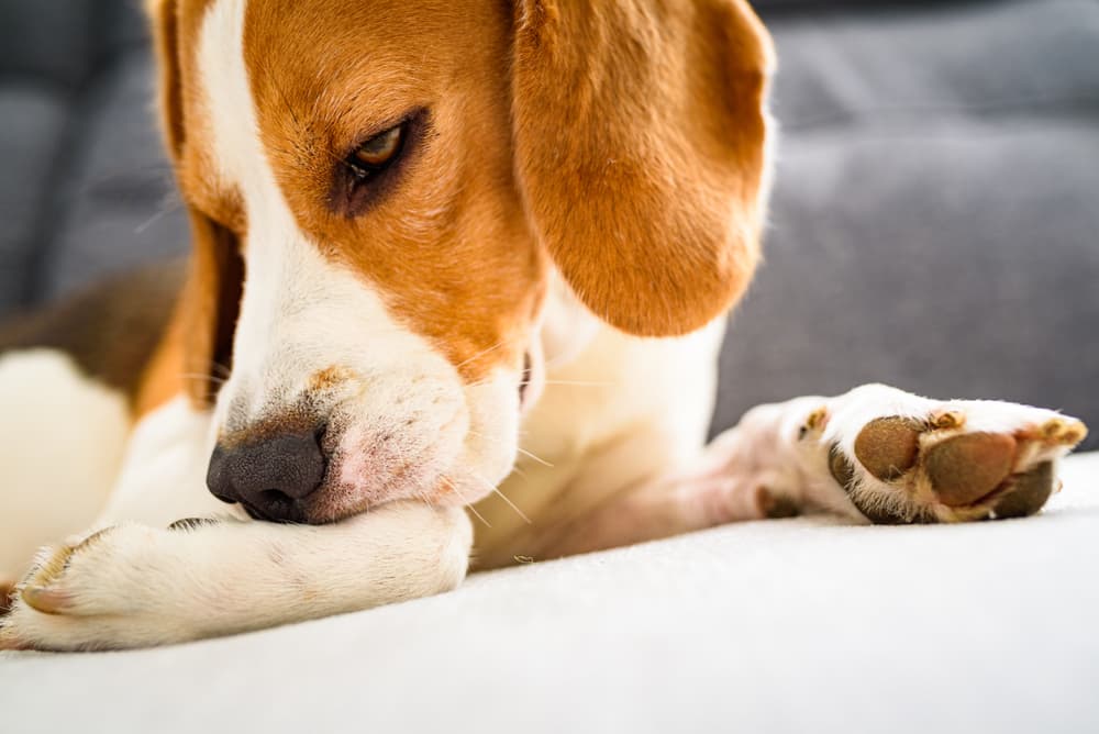 Dog with allergies chewing paw