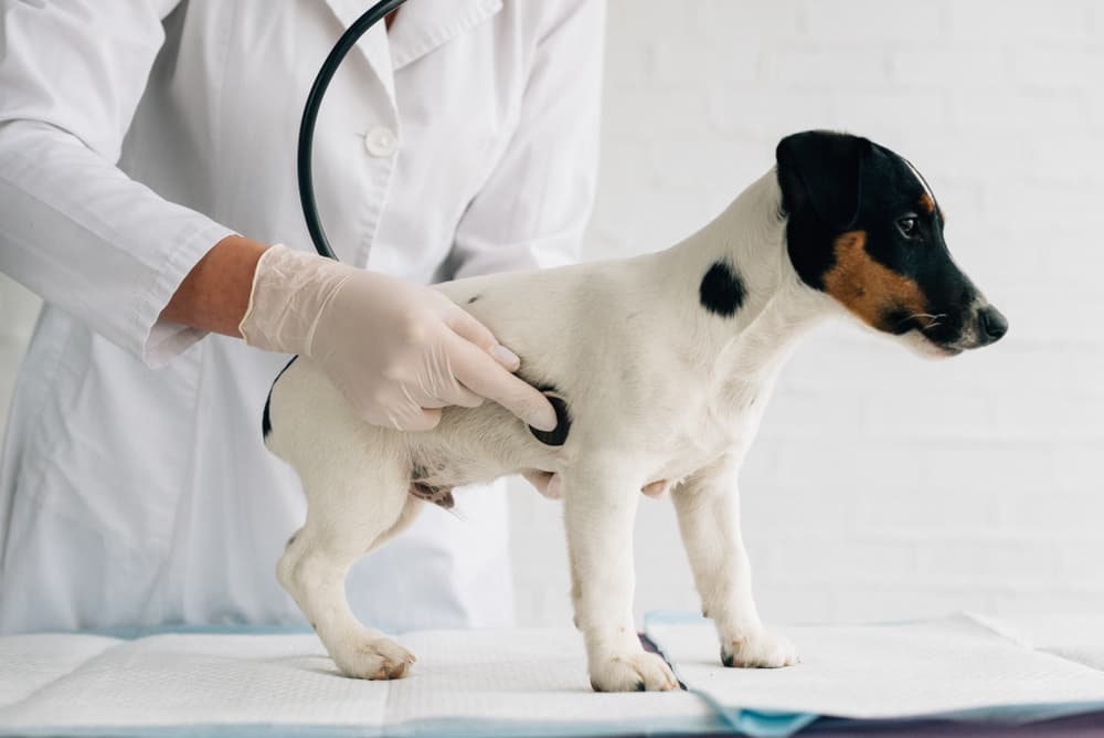 Dog at veterinarian for stomach issues