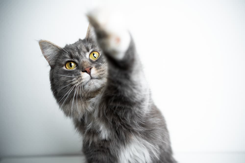 Cat reaching for food