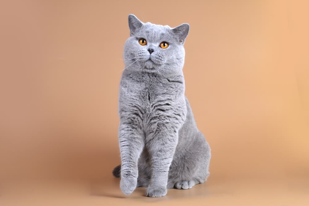British Shorthair on tan background