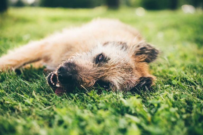 overheated dog in grass