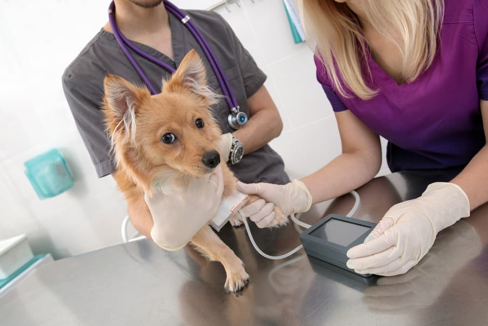 Normal Dog Blood Pressure: What It Is and How to Monitor It 