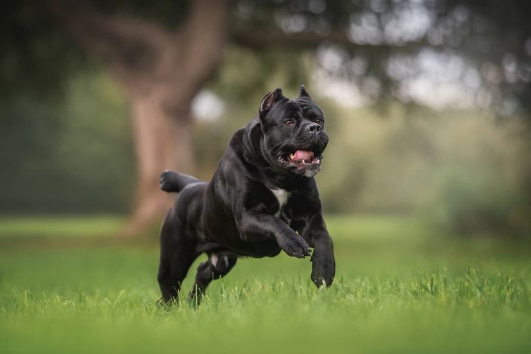 Cane Corso running through grass
