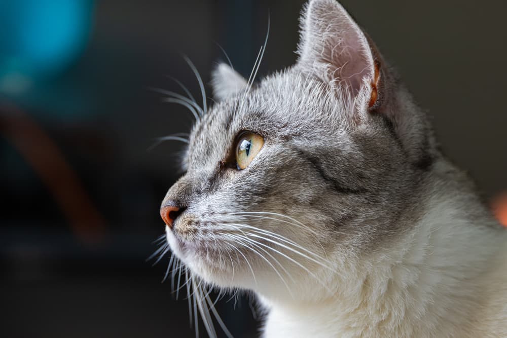 Alert cat looking at something