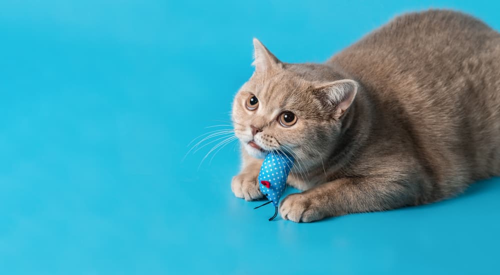 British Shorthair playing with toy