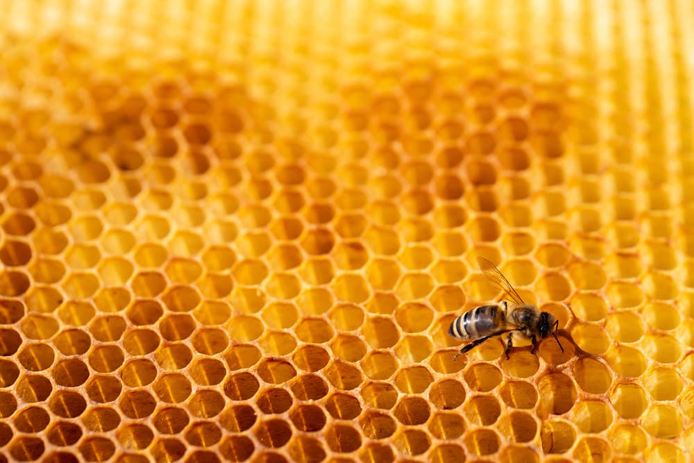 bee on honeycomb