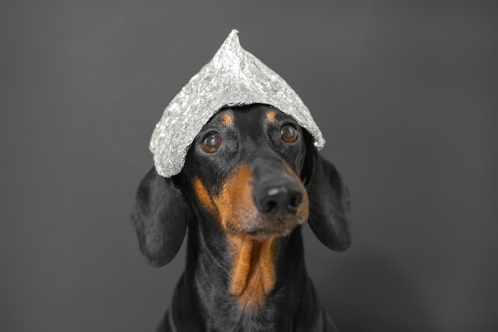 dog with tin foil hat