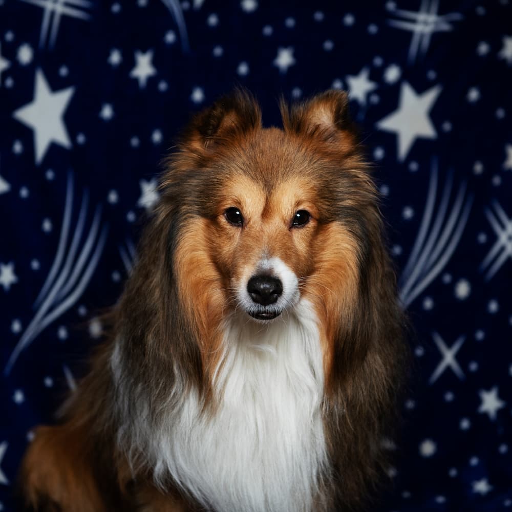 130 Space Names for Dogs That Are Universally Loved