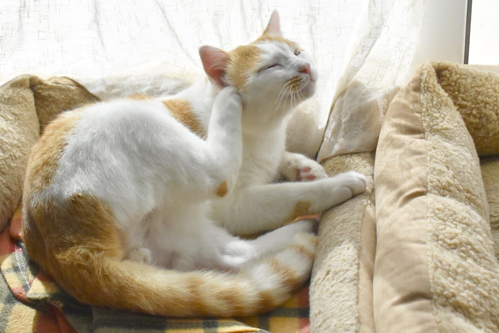 Cat scratching at ear
