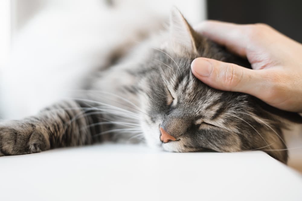 Adult cat getting head rubbed