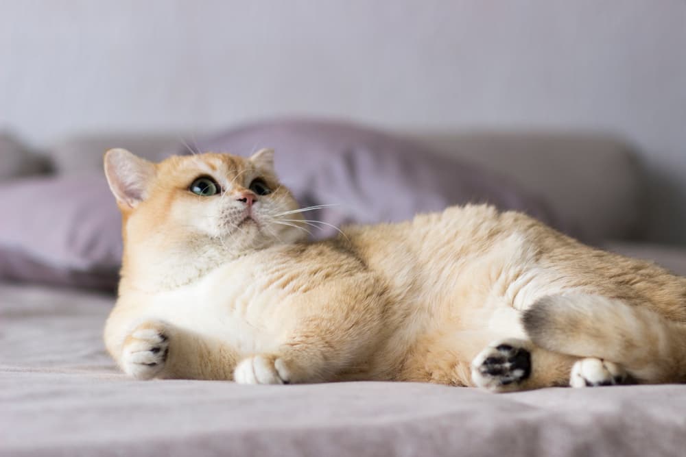 Golden British Shorthair cat