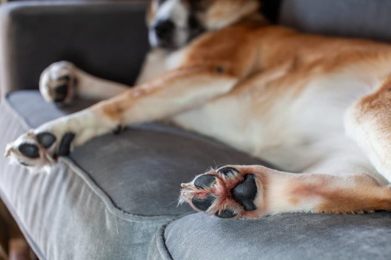 Dog with paw inflammation