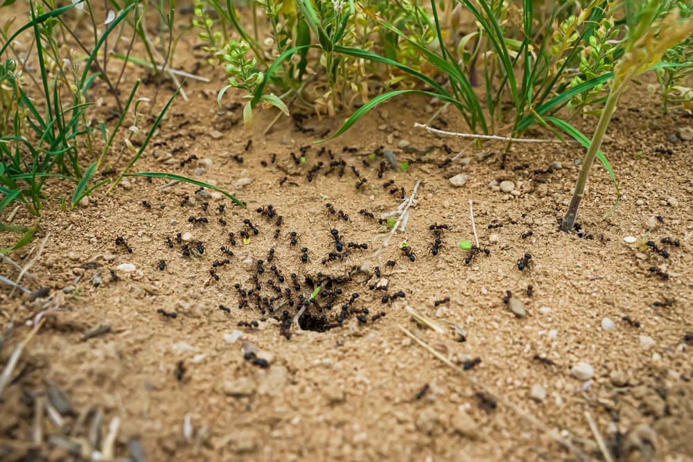Ants in grass