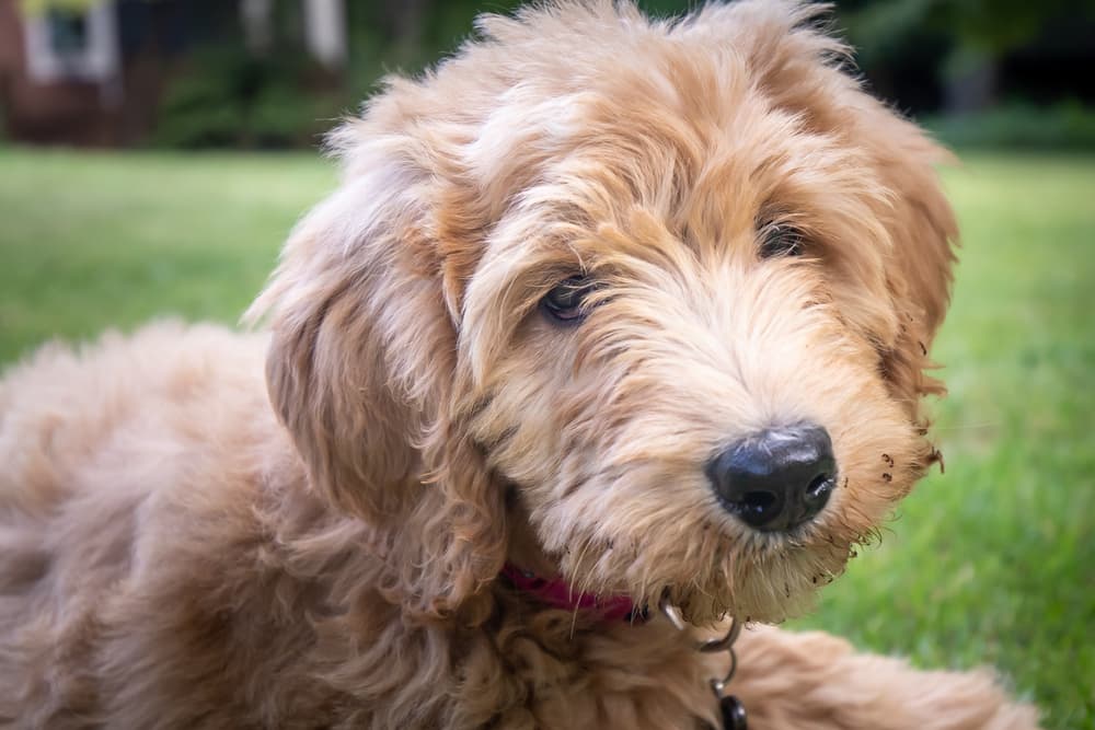 Ant Bites on Dogs: How to Identify and Treat Them
