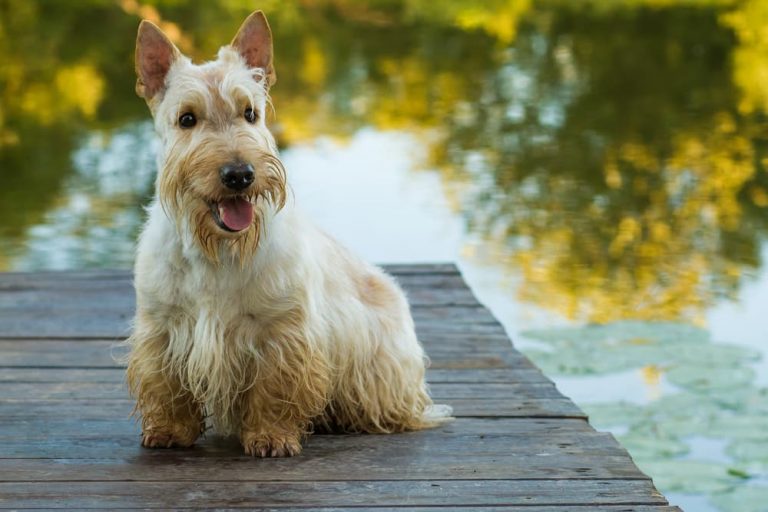 Scottish terrier dog