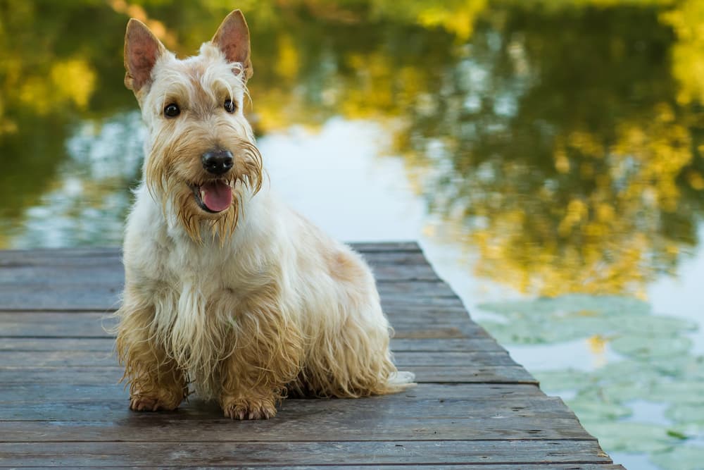 132 Scottish Dog Names to Celebrate History and Heritage