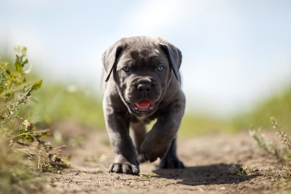 Cute Cane Corso puppy