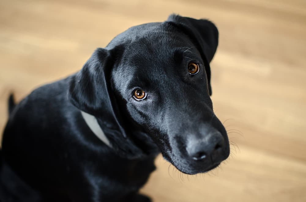 cute black labrador stares