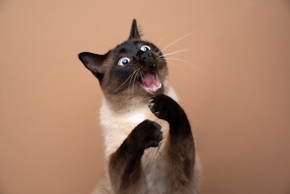 115 Mischievous Cat Names for Conniving Felines