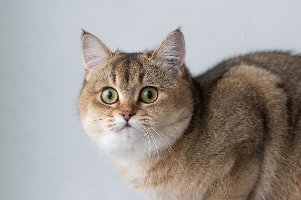 Tan British Shorthair cat