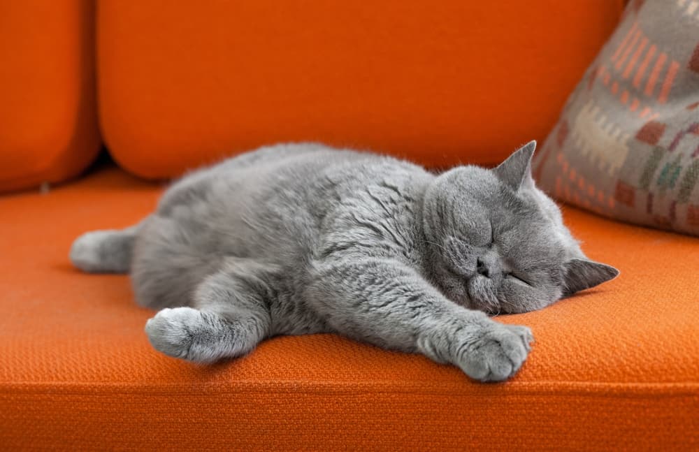 Photo of British Shorthair sleeping