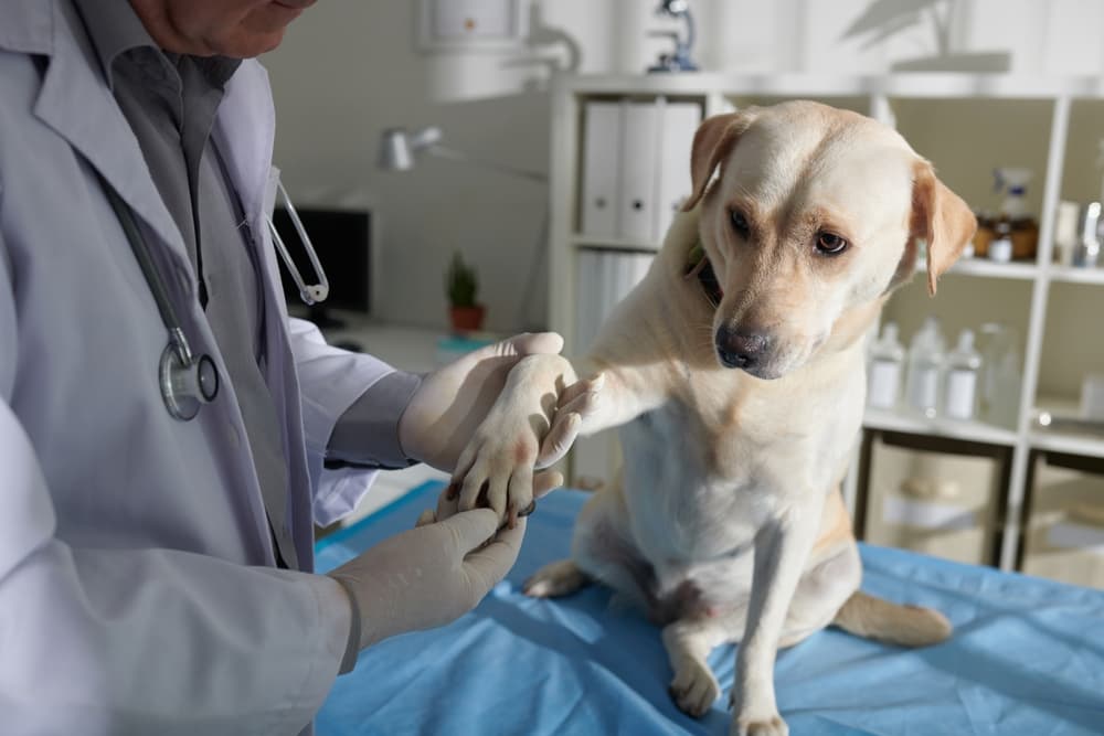 Veterinarian looking at dog paw