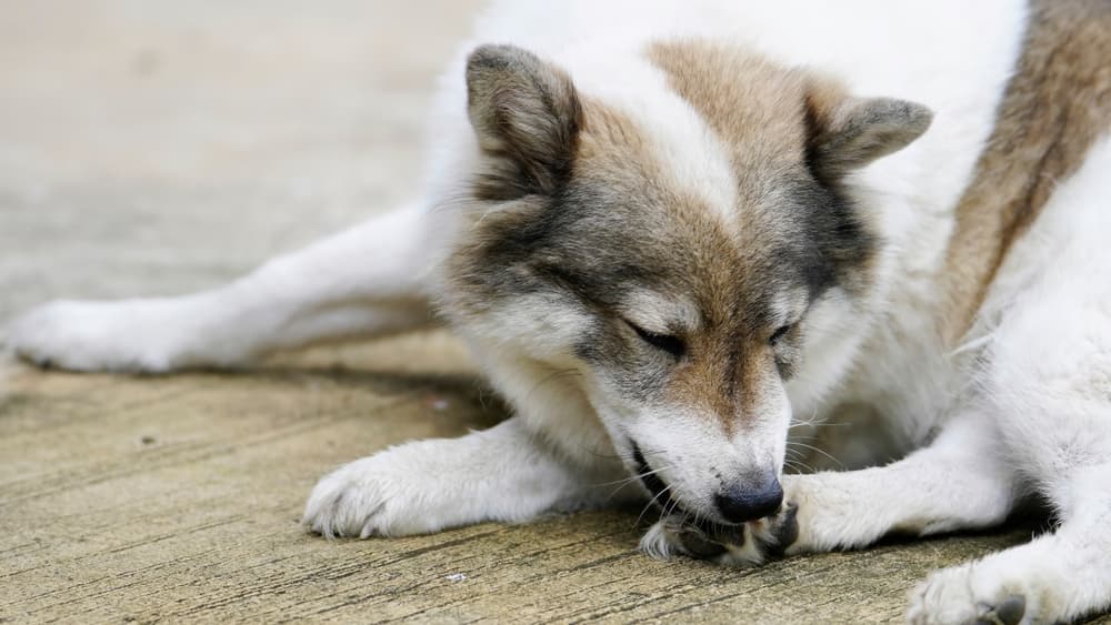 Dog biting on paw