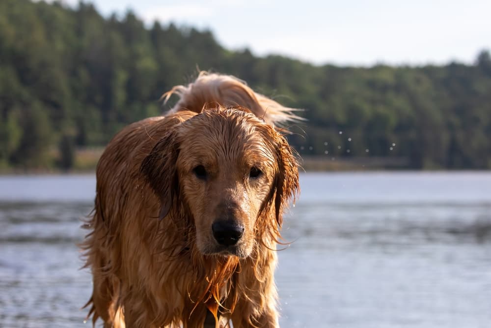 Dog in lake in Scotland