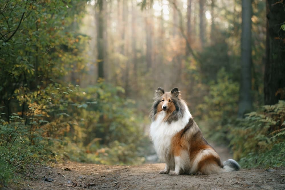 Collie dog in the woods
