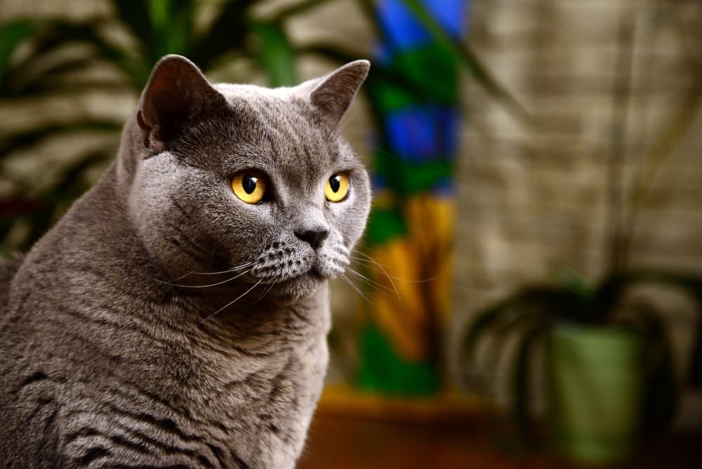 British shorthair cat with yellow eyes