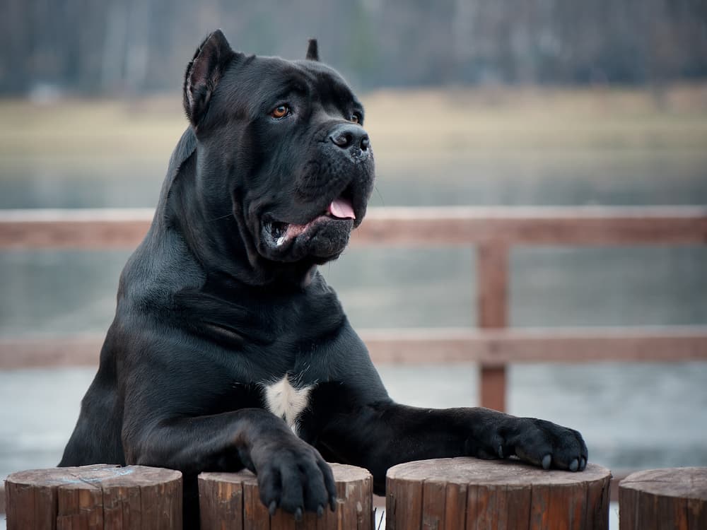Cane Corso jumping up