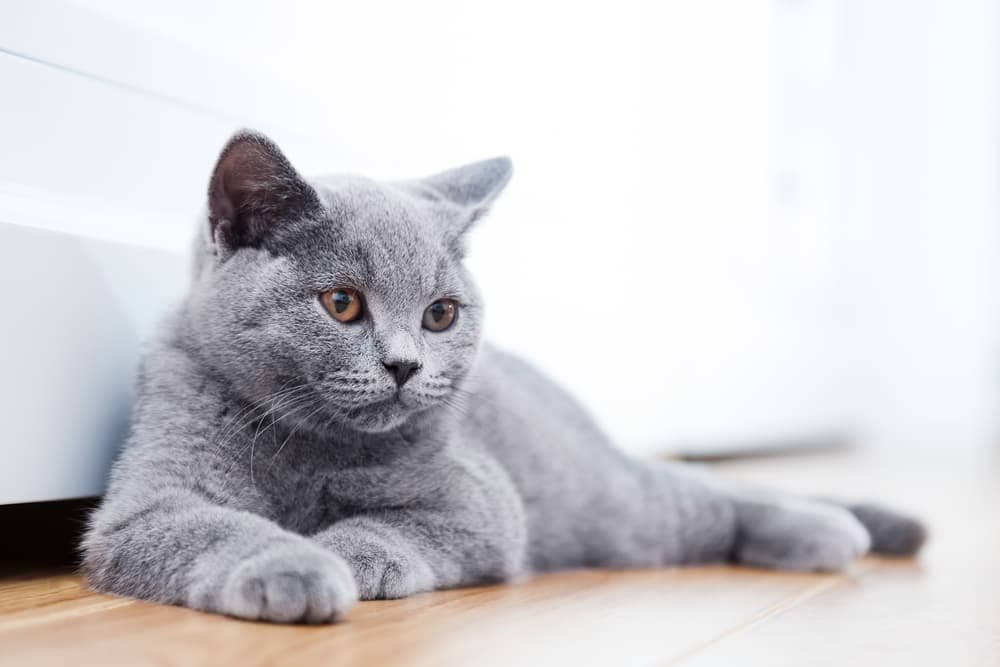 British Shorthair cat lying down