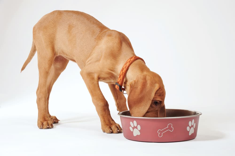 Dog eating from bowl