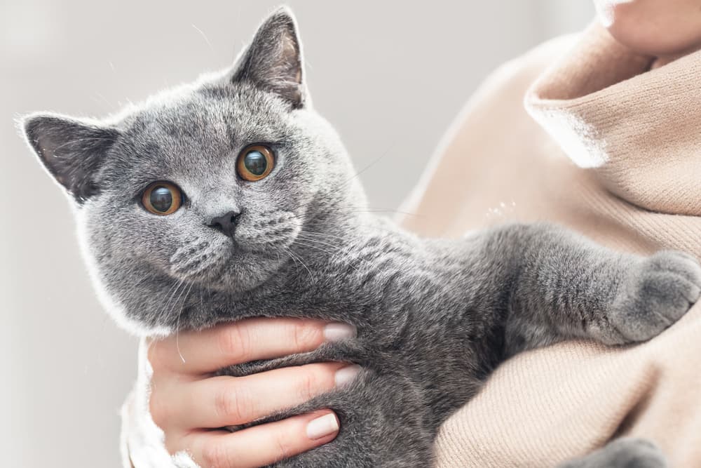 Woman holding British Shorthair cat