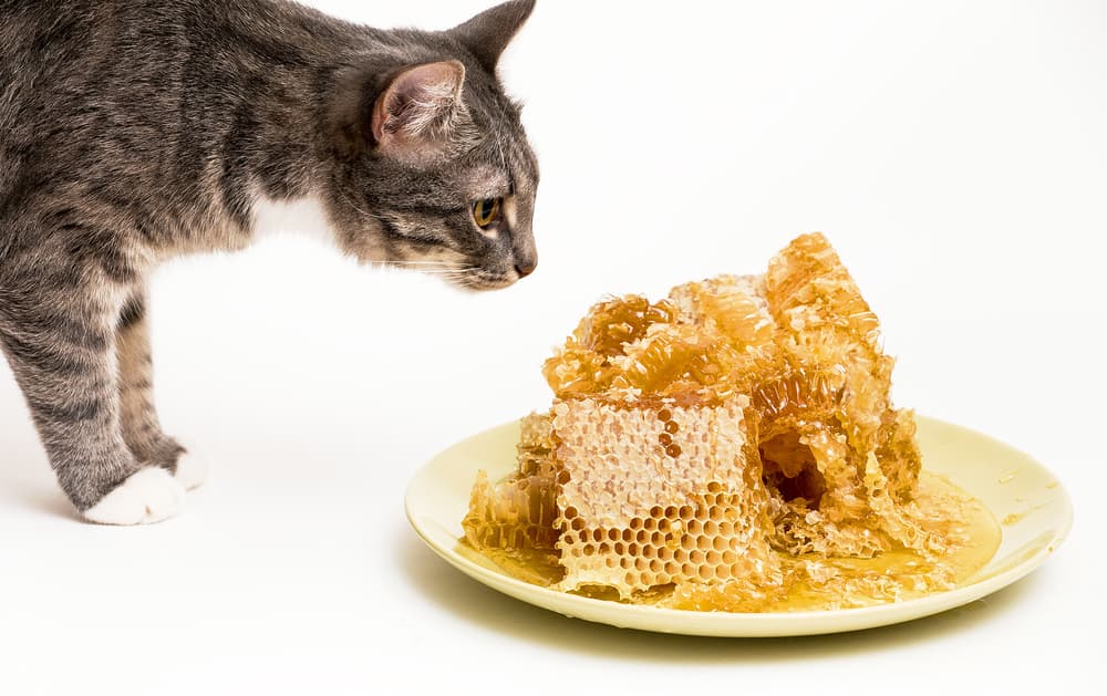 Can Cats Eat Honey?