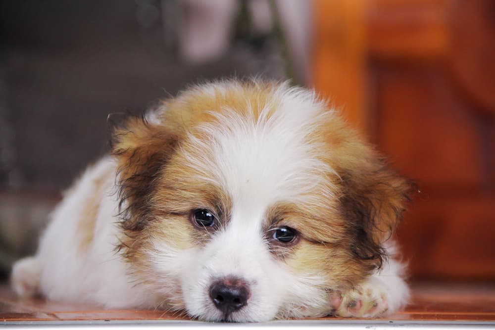 Sick puppy