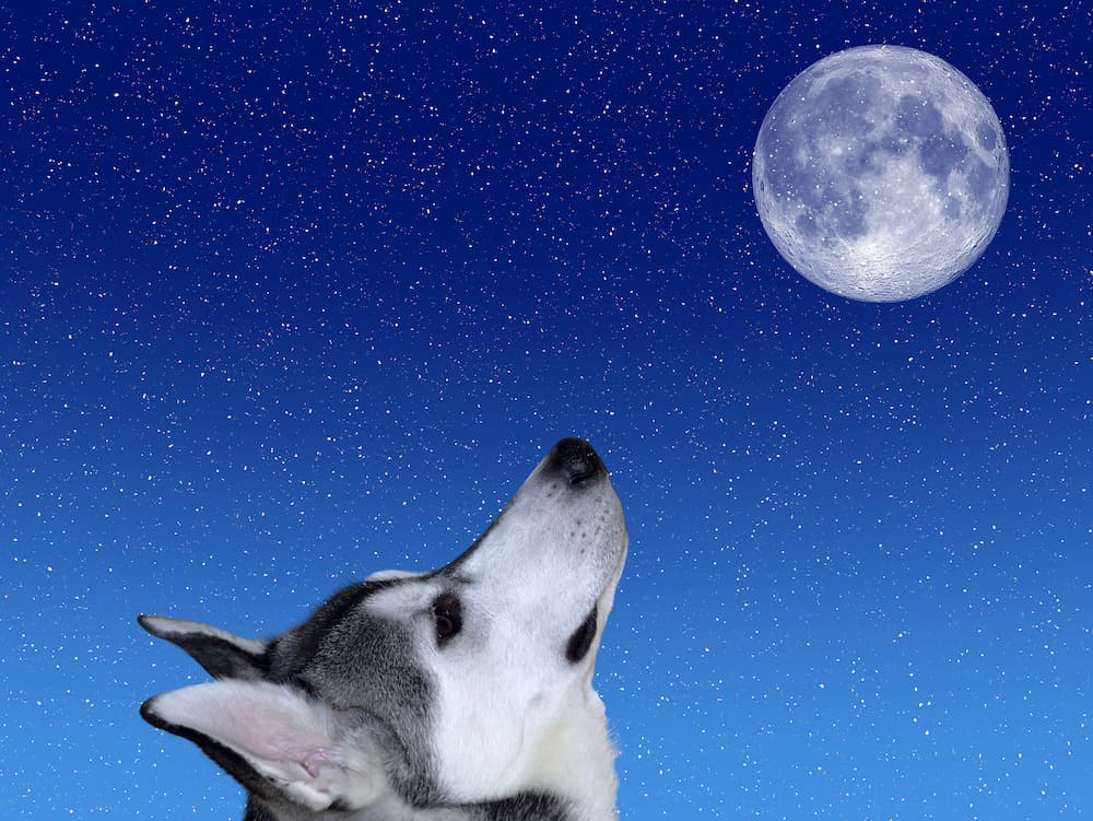 dog looks at moon