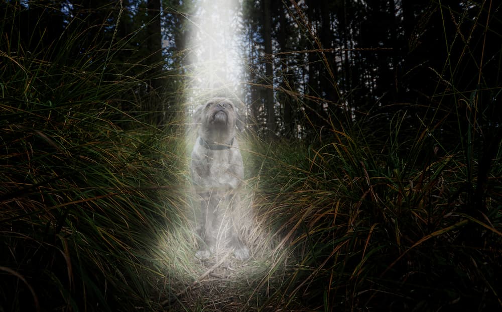dog names outer space