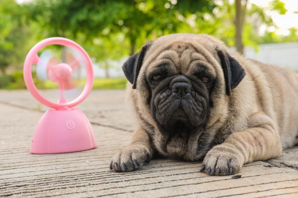 Dog sitting by fan